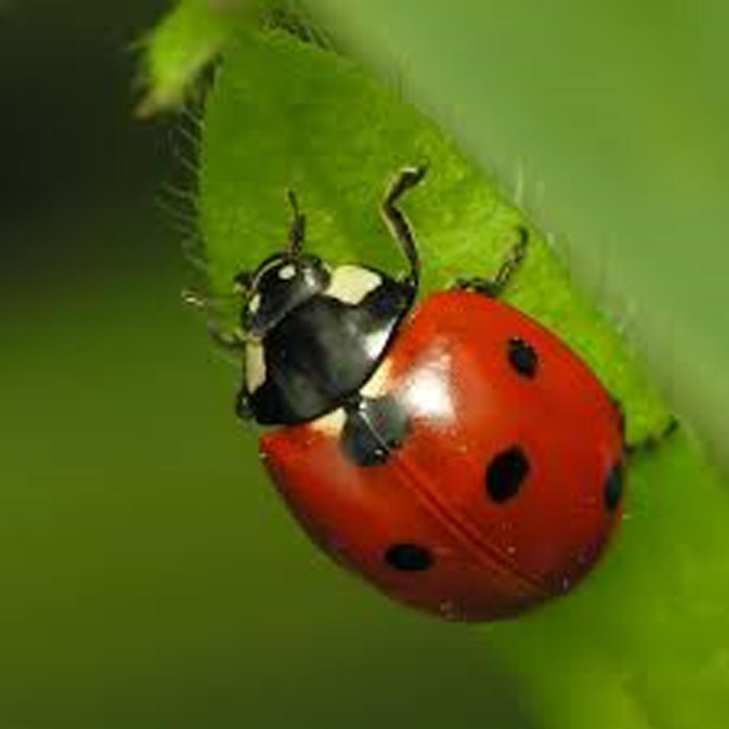 ladybug copy