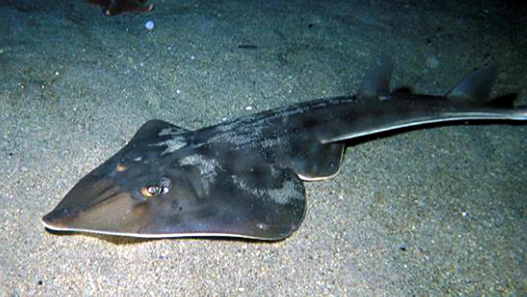 shovelnose-guitarfish
